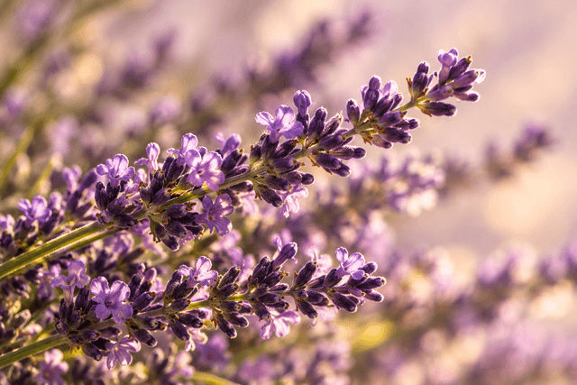 Espigas de lavanda con luz dorada